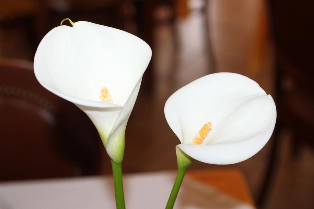 Hotel Dom Leal Valongo Ngoại thất bức ảnh